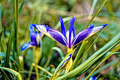 Parco Naturale Capanne di Marcarolo, Laghi del Gorzente. Giaggiolo inglese (Iris xiphium) Iridaceae.